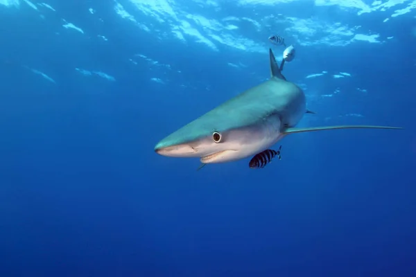 Mavi Köpekbalığı Prionace Glauca Okyanusta Açık Okyanusta Büyük Mavi Köpekbalığı — Stok fotoğraf