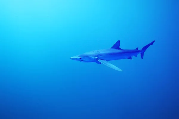 Tiburón Azul Prionace Glauca Océano Azul Gran Tiburón Azul Océano — Foto de Stock