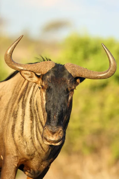 Gnu Barba Azul Connochaetes Taurinus Também Chamado Gnu Barba Branca — Fotografia de Stock