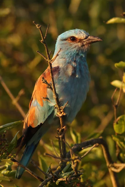 European Roller Coracias Garrulus Sitting Branch Green Leaves — Stock Photo, Image