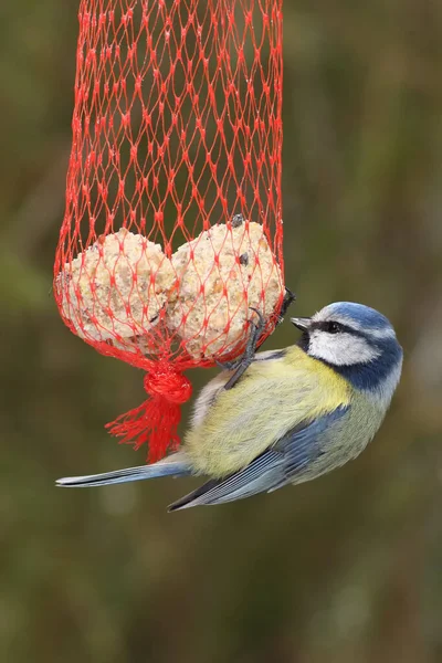 Eurasian Blue Tit Cyanistes Caeruleus Sitting Feeder Tallow Middle Forest — 스톡 사진