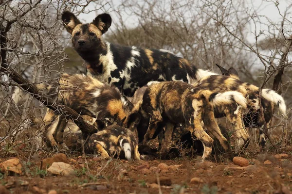 Manada Cachorros Perros Salvajes Africanos Lycaon Pictus Con Madre Detrás — Foto de Stock