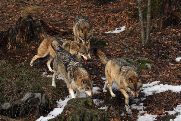 地面に雪の残りの部分と森の中で実行されている灰色のオオカミや灰色のオオカミ Canis Lupus のパック — ストック写真