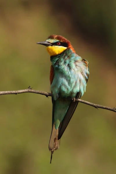 Merops Apiaster 노란색 과아름다운 가느다란 나뭇가지에 — 스톡 사진