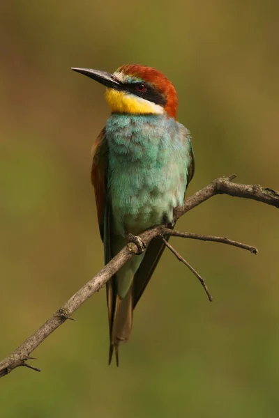 European Bee Eater Merops Apiaster Sitting Thin Branch Green Background — Stock Photo, Image