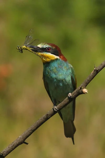 Merops Apiaster 가느다란 나뭇가지에 노란색 배경을 전형적 먹이용 잠자리가 부리에 — 스톡 사진