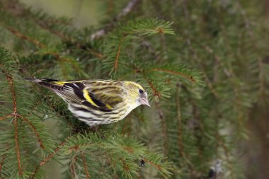 Yeşil arka planlı ladin dalında oturan Avrasyalı siskin (Spinus spinus)