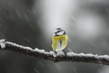 The Eurasian blue tit (Cyanistes caeruleus) sitting on the branch covered by snow during snowstorm with white background