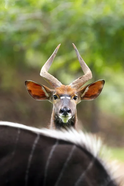 Nyala Tragelaphus Angasii Joven Macho Observando Los Alrededores Sobre Espalda — Foto de Stock