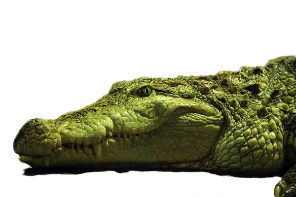 Muggarkrokodilens Crocodylus Palustris Stora Huvud Eller Sindhu Eller Träskkrokodil — Stockfoto