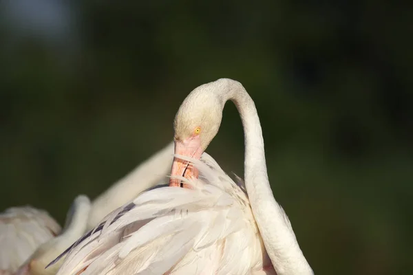 Güzel Gül Rengi Büyük Flamingo Phoenicopterus Gülü Tüylerin Temizlenmesi — Stok fotoğraf