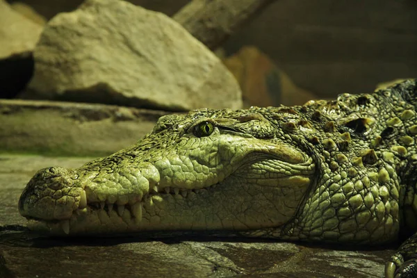 Rabló Krokodil Crocodylus Palustris Sindhu Vagy Mocsári Krokodil Nagy Feje — Stock Fotó