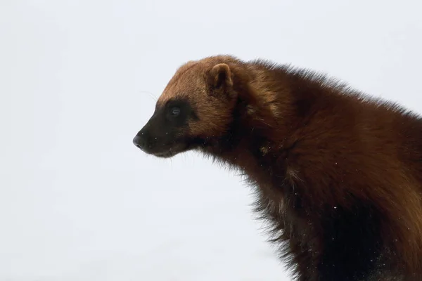 Detail of the head of wild wolverine (Gulo gulo) in winter with white background