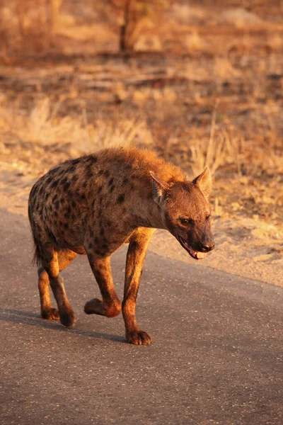 Spotted Hyena Crocuta Crocuta Laughing Hyena Walking Road Morning Sunshine — Stock Photo, Image