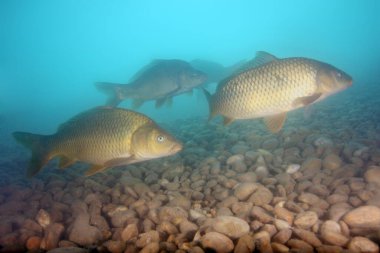 Sazan ya da avrupa sazanı (Cyprinus carpio), yüzeysel ve tatlı sularda yüzen bir balık sürüsüdür.)