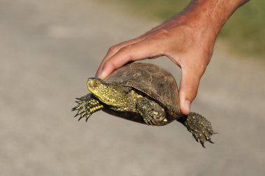 The European pond turtle (Emys orbicularis) is held in man hand clipart