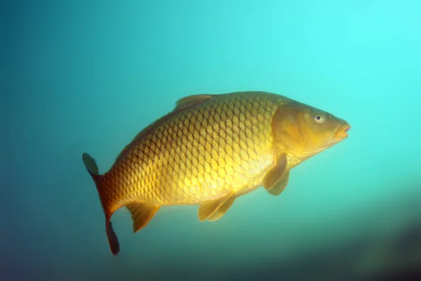 The common carp or European carp (Cyprinus carpio) fish in shallow sweet blue water