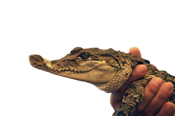 Bebé Cocodrilo Filipino Crocodylus Mindorensis Está Manos Del Hombre — Foto de Stock