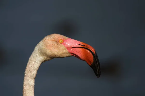 Részlet Gyönyörű Rózsa Fej Nagyobb Flamingos Phoenicopterus Roseus Sötét Háttér — Stock Fotó