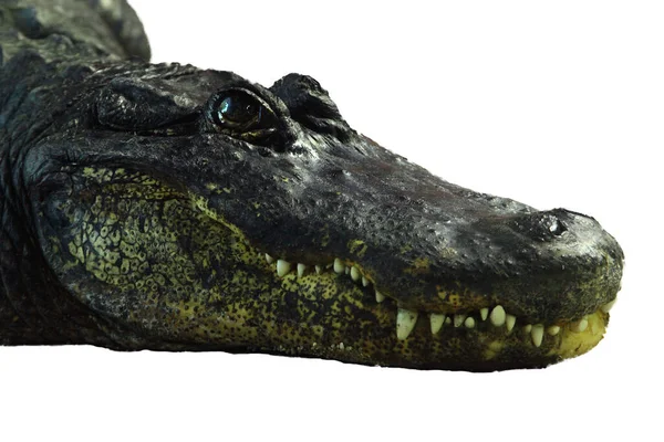 Detalj Huvudet Med Vassa Tänder Den Amerikanska Alligatorn Alligator Mississippiensis — Stockfoto