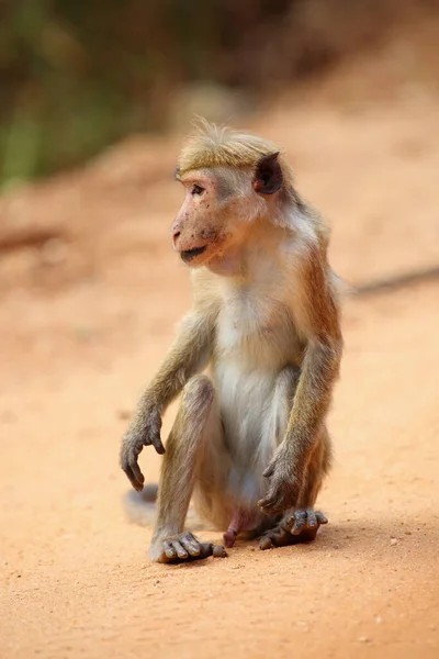 Μακάκα Macaca Sinica Κάθεται Ένα Σπασμένο Κλαδί Ενός Δέντρου Πάνω — Φωτογραφία Αρχείου