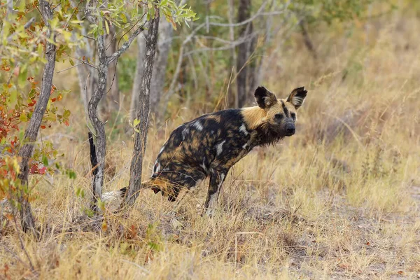 The African wild dog (Lycaon pictus), also known as African hunting or  African painted dog, painted hunting dog or painted wolf,young dog separated from the pack