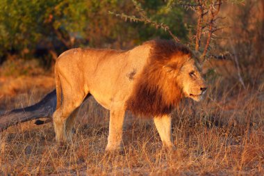 Transvaal aslan (Panthera leo melanochaita) ya da (Panthera leo kruegeri), sabah ışığında büyük erkek.
