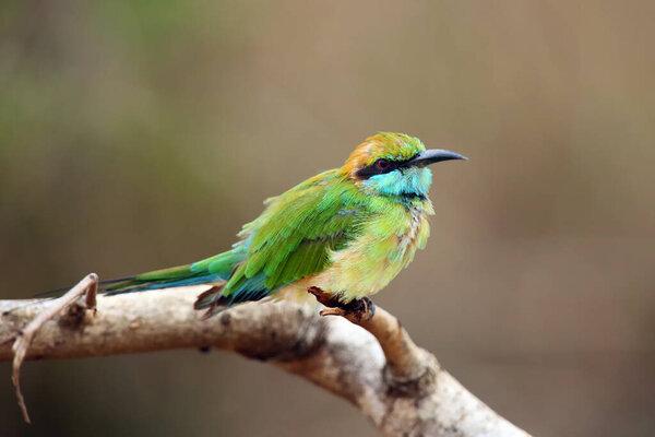 The green bee-eater (Merops orientalis) (sometimes little green bee-eater) sitting on the branch with brown background