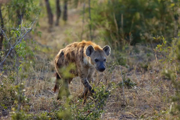 Spotted Hyena Crocuta Crocuta Also Known Laighing Hyena Tne Bush — Stock Photo, Image
