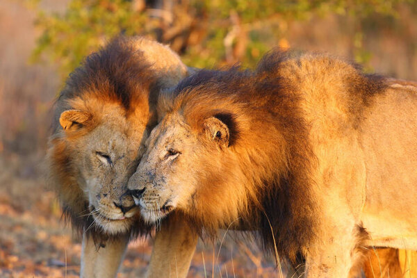 The Transvaal lion (Panthera leo melanochaita) or Panthera leo kruegeri, two males at greetings when checking the territory. Two large African lions with a dark mane, the legend of Sabi.