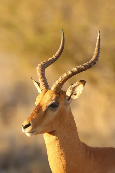 夜の光の中のイマーラ Aepyceros Melampus 男性の肖像画夕方の太陽の黄金の背景に美しい角を持つ男性のカモシカの肖像画 — ストック写真