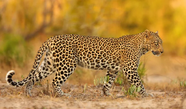 Afrikai Leopárd Panthera Pardus Pardus Fiatal Járőrözik Területén Utolsó Esti — Stock Fotó