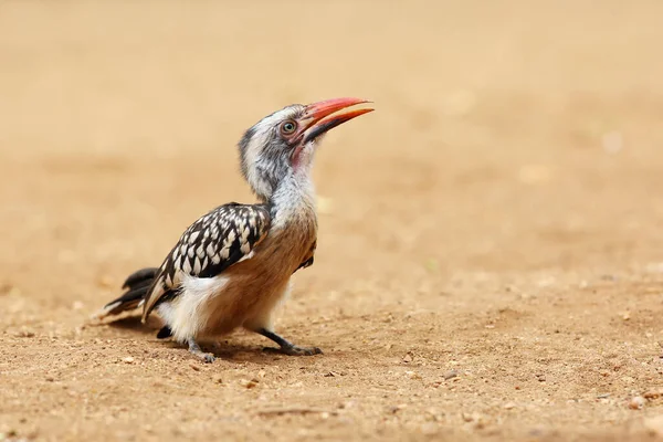 Giovane Calabrone Dal Becco Rosso Meridionale Tockus Rufirostris Seduto Terra — Foto Stock