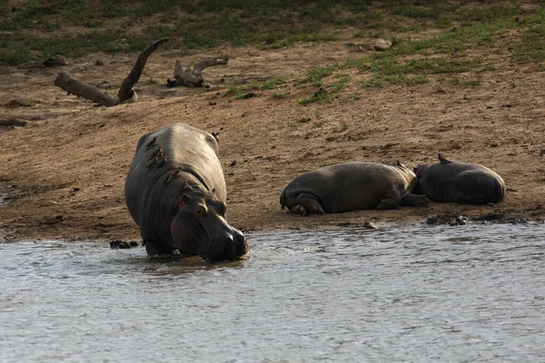 Common Hippopotamus Hippopotamus Amphibius Hippo Walking Dam Shore Two Young — Stock Photo, Image