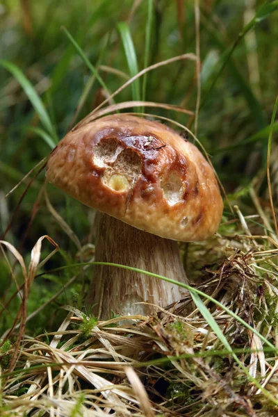 Boletus Edulis Bun Cep Porcino Porcini Στο Δάσος — Φωτογραφία Αρχείου