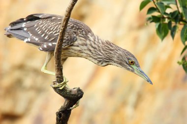 Siyah taçlı gece balıkçıl (Nycticorax nycticorax), genellikle gece balıkçıl, sarı arka planda genç kuşlar
