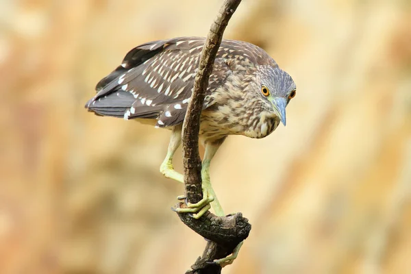 Garza Negra Coronada Nycticorax Nycticorax Comúnmente Garza Nocturna Aves Jóvenes — Foto de Stock