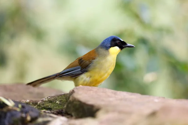 Mughetto Dalla Corona Blu Uccello Ridente Courtois Garrulax Courtoisi Seduto — Foto Stock