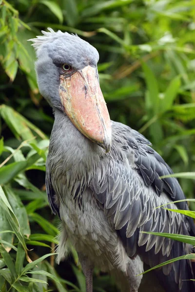 Shoebill Balaeniceps Rex Also Known Whalehead Shoe Billed Stork Standing — Stock Photo, Image