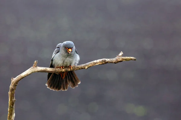 Falco Dalle Zampe Rosse Falco Vespertinus Falco Dalle Zampe Rosse — Foto Stock