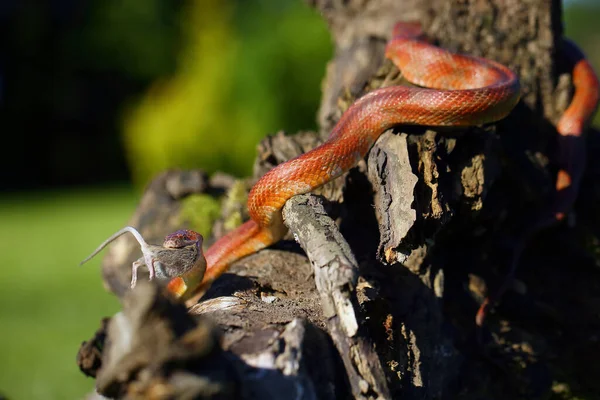 Majsormen Pantherophis Guttatus Med Byten Grön Bakgrund Färgmutation Majsorm Typisk — Stockfoto