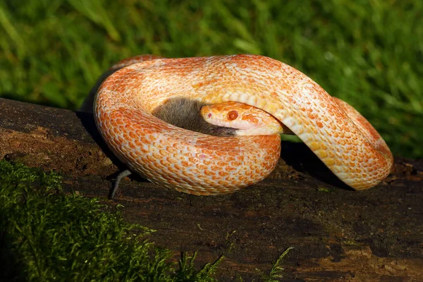 Кукурузная Змея Pantherophis Guttatus Добычей Зеленом Фоне Цветовая Мутация Кукурузы — стоковое фото