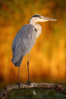 Gri balıkçıl (Ardea cinerea), son güneş tarafından aydınlatılmış bir sazlığın arka planında duran bir daldır.,