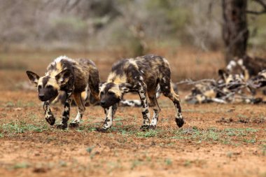 Afrika vahşi köpeği (Lycaon pictus), Afrika avcılığı ya da Afrika boyalı köpeği, boyanmış av köpeği ya da boyalı kurt olarak da bilinir.