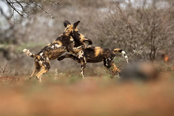 The African wild dog (Lycaon pictus), also known as African hunting or  African painted dog, painted hunting dog or painted wolf, Two young dogs during a fight