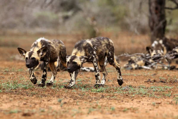 Perro Salvaje Africano Lycaon Pictus También Conocido Como Cacería Africana — Foto de Stock