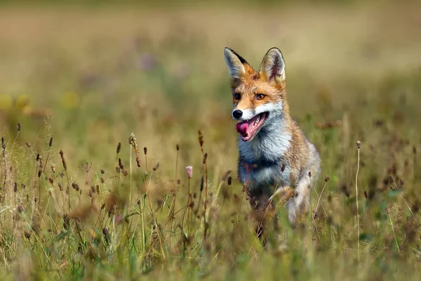 红狐狸 在草地上觅食 绿地上的小红狐 背景上是黑云杉林 绿地上的小红狐 草场上五颜六色 草木斑斓 草木斑斓 — 图库照片
