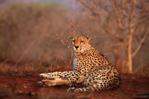 Geparden Acinonyx Jubatus Ligger Röd Jord Med Buskiga Buskar Bakgrunden — Stockfoto