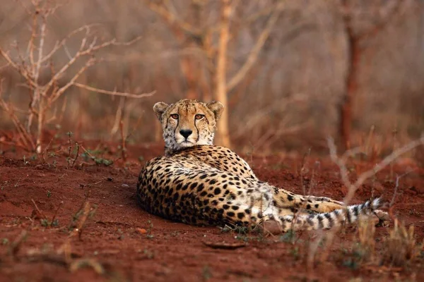 Gepard Acinonyx Jubatus Ležící Červené Zemi Křovím Pozadí Ranním Světle — Stock fotografie