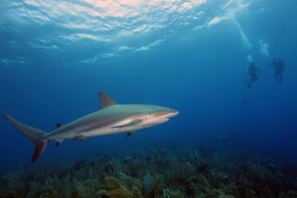 Karibi Zátonycápa Carcharhinus Perezii Előtérben Háttérben Két Búvár Kötélen — Stock Fotó